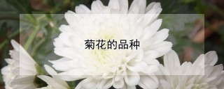 菊花的品种,第1图