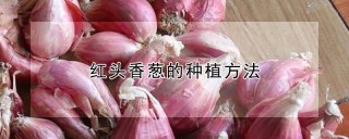 红头香葱的种植方法,第1图