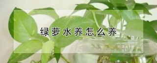 绿萝水养怎么养,第1图