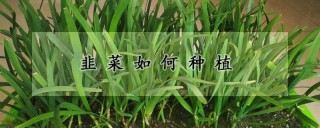 韭菜如何种植,第1图