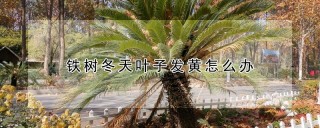 铁树冬天叶子发黄怎么办,第1图