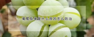 葡萄裂果是什么原因怎么防治,第1图