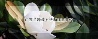 广玉兰种植方法和注意事项,第1图