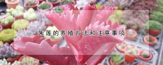 朱莲的养殖方法和注意事项,第1图