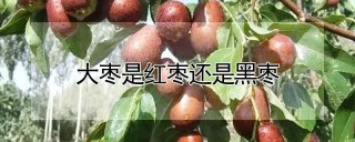 大枣是红枣还是黑枣,第1图