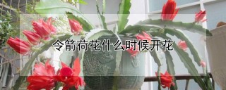 令箭荷花什么时候开花,第1图