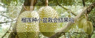 榴莲种小盆栽会结果吗,第1图