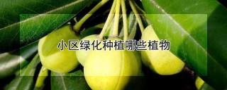 小区绿化种植哪些植物,第1图