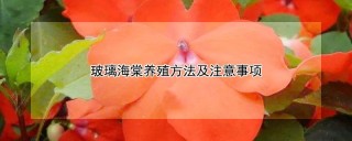 玻璃海棠养殖方法及注意事项,第1图