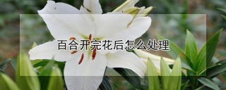 百合开完花后怎么处理,第1图