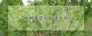 桃树落花后能浇水吗,第1图