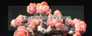 玫瑰法师的养殖方法和注意事项,第1图