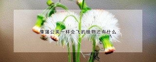 像蒲公英一样会飞的植物还有什么,第1图