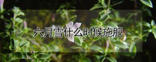 六月雪什么时候施肥,第1图