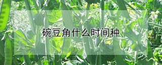 碗豆角什么时间种,第1图