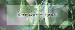 豌豆妈妈靠什么传播种子,第1图