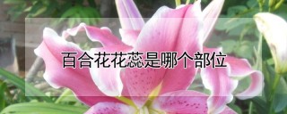 百合花花蕊是哪个部位,第1图