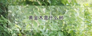 黄金木是什么树,第1图