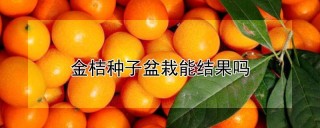 金桔种子盆栽能结果吗,第1图