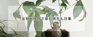 发财树枝叶下垂打蔫怎么回事,第1图