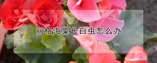 丽格海棠长白虫怎么办,第1图