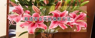 瓶插百合花的保鲜方法,第1图