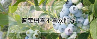 蓝莓树喜不喜欢阳光,第1图