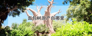 面包树原产自哪里,第1图