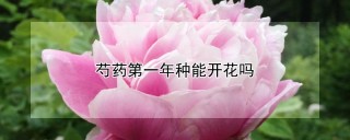 芍药第一年种能开花吗,第1图