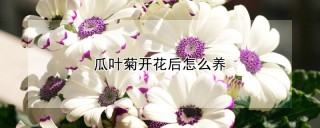 瓜叶菊开花后怎么养,第1图