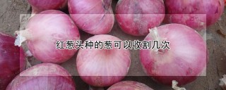 红葱头种的葱可以收割几次,第1图