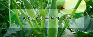 秋葵10月份种可以吗,第1图