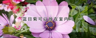 蓝目菊可以放在室内吗,第1图