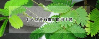 什么盆栽有毒不能用手碰,第1图