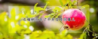 石榴树三年了不开花咋回事儿,第1图