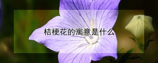 桔梗花的寓意是什么,第1图