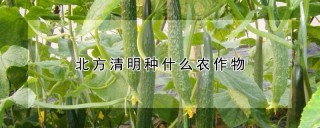 北方清明种什么农作物,第1图