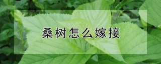 桑树怎么嫁接,第1图