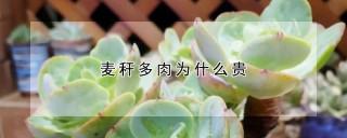 麦秆多肉为什么贵,第1图