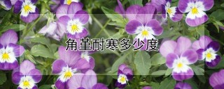 角堇耐寒多少度,第1图