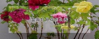 盆栽牡丹花怎么养,第1图