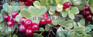 红豆花的花语,第1图