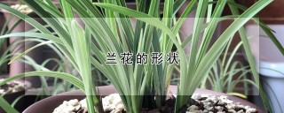 兰花的形状,第1图