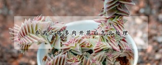 茜之塔多肉开花后怎么处理,第1图