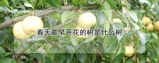 春天最早开花的树是什么树,第1图