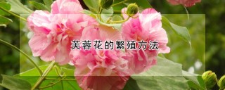 芙蓉花的繁殖方法,第1图