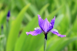 鸢尾花花语,第2图