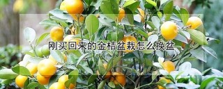 刚买回来的金桔盆栽怎么换盆,第1图