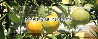 桔子树冬天落叶了还能发芽吗,第1图