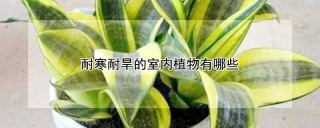 耐寒耐旱的室内植物有哪些,第1图